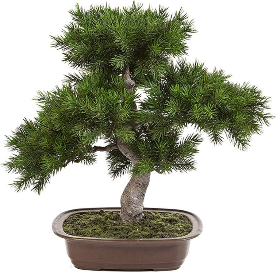 Merkloos Sans marque Plantenwinkel Kunstplant Pinus bonsai