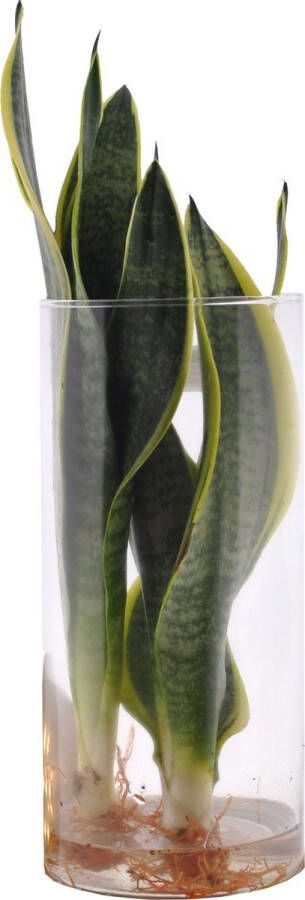 Merkloos Sans marque Sanseveria in Cylinderglas VDE-plant Waterplanten- Hoogte 30 cm