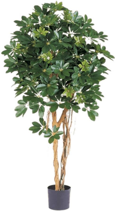 Plantenwinkel.nl Plantenwinkel Kunstplant Schefflera arboricola XL