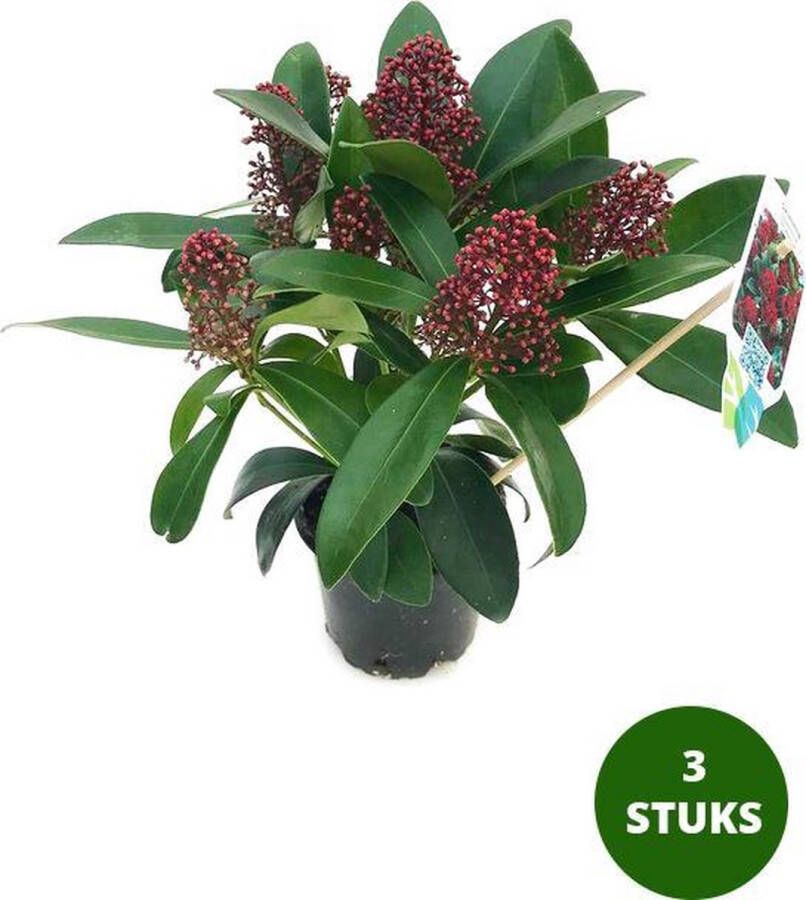 Merkloos Sans marque Skimmia japonica 'Rubella' 4-5 bloemen groenblijvende tuinplant potmaat 10 5 cm 3 stuks