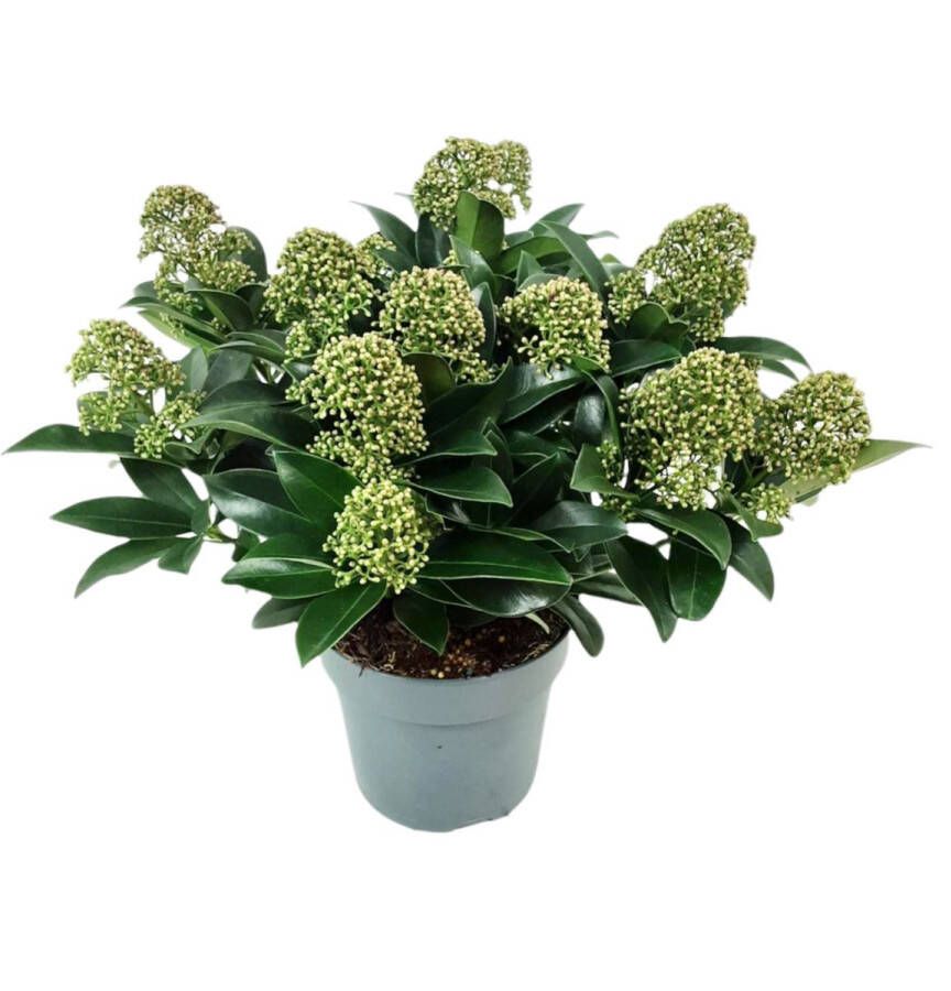 Merkloos Sans marque Skimmia japonica 'White Maria' compacte wintergroene tuinplant 30 cm hoog potmaat 15 cm Bloemen voor kerststukje te gebruiken