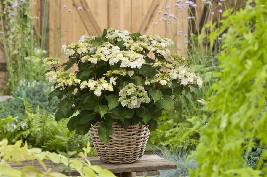 Doppio Hortensia Collection Hydrangea macr. 'Doppio Bianco' Tuinplant 4 stuks