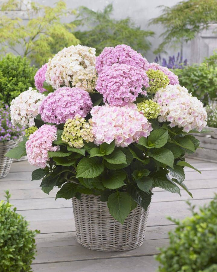 Doppio Hortensia Collection Hydrangea macr. 'Doppio Nuvola' Tuinplant 4 stuks