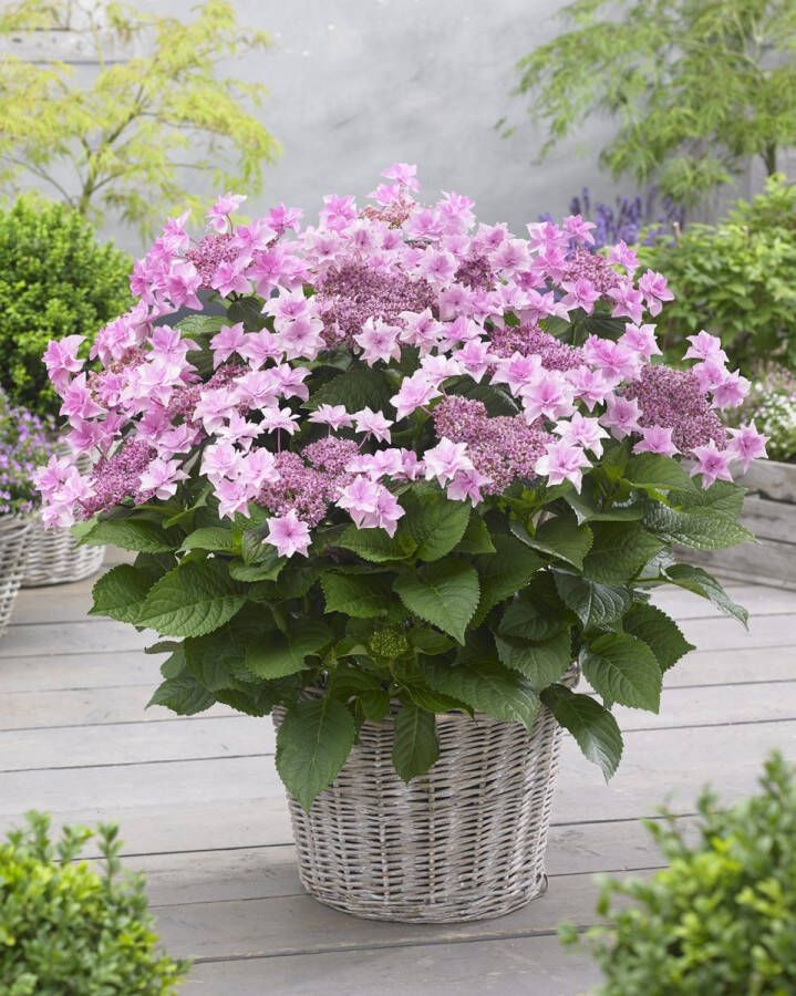 Doppio Hortensia Collection Hydrangea macr. 'Doppio Rosa' Tuinplant 4 stuks