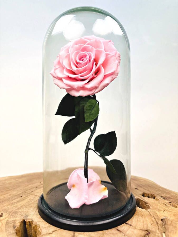 Droogbloemetjes.nl Longlife Roos roze in stolp Eeuwige Roos Prachtige en unieke gift Perfect om jouw geliefde mee te verrassen
