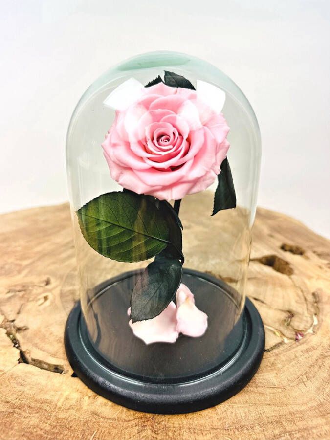 Droogbloemetjes.nl Longlife Roos roze klein in stolp Eeuwige Roos Perfect voor ieder interieur Een fantastische gift om jouw geliefde mee te verrassen