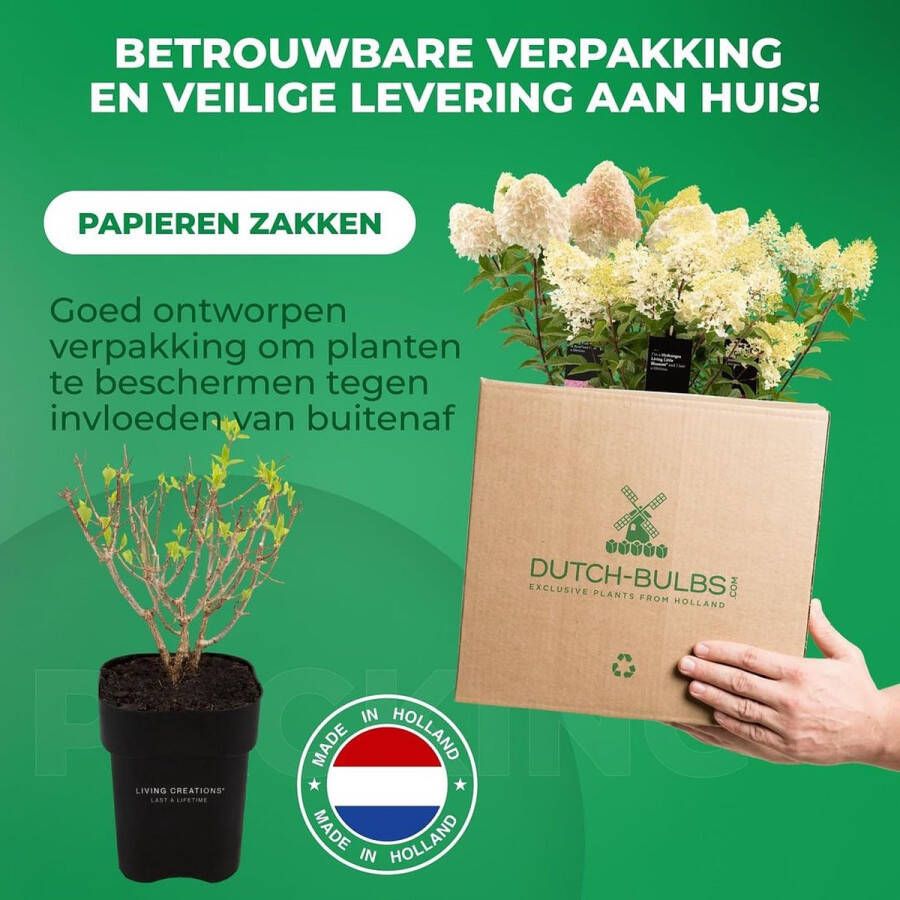 DUTCH BULBS EXCLUSIVE PLANTS FROM HOLLAND Dutch Bulbs Hortensia Tuinplant 3 Stuks Vanille Fraisse