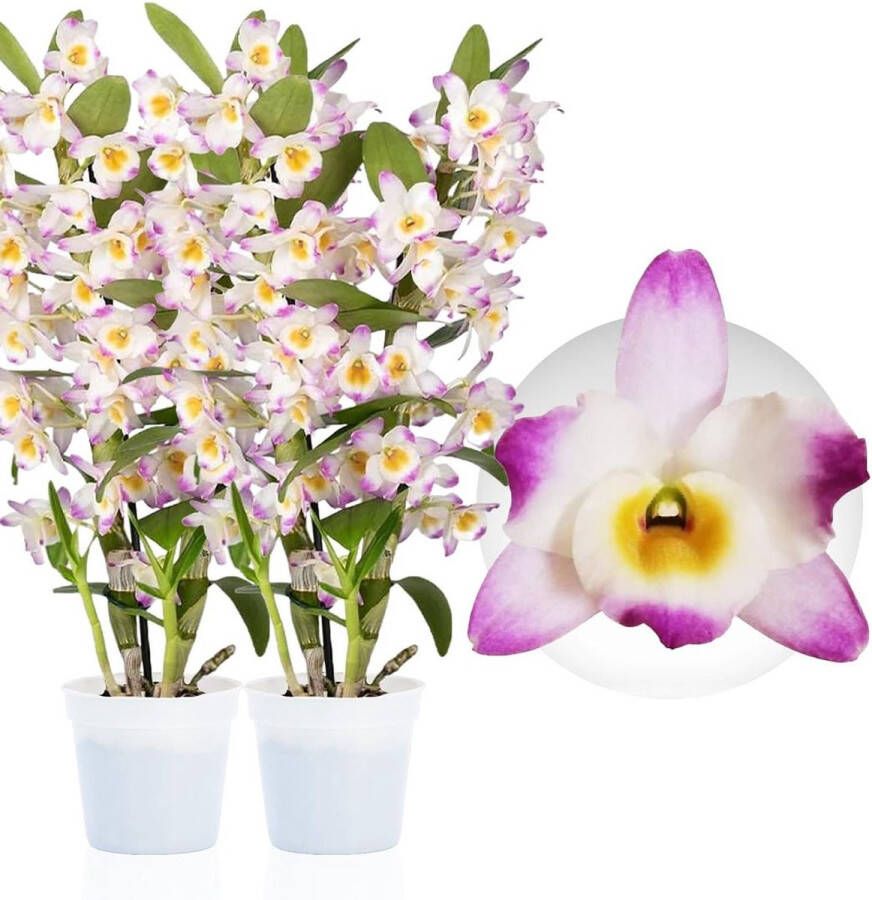 DUTCH BULBS Orchidee plant Bambus Dendrobium Nobile Pink Passion Kamerplant voor binnen 2 stuks Geel Binnenplant