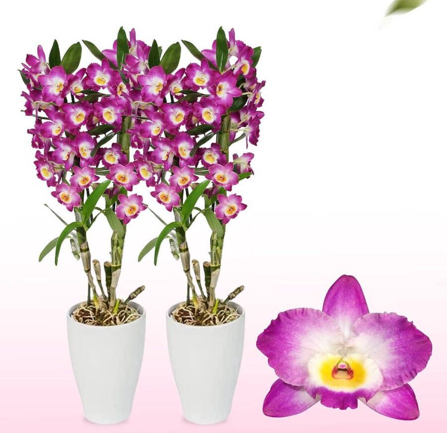 DUTCH BULBS Orchidee plant Bambus Dendrobium Nobile Purple Passion Kamerplant voor binnen 2 stuks Geel Binnenplant