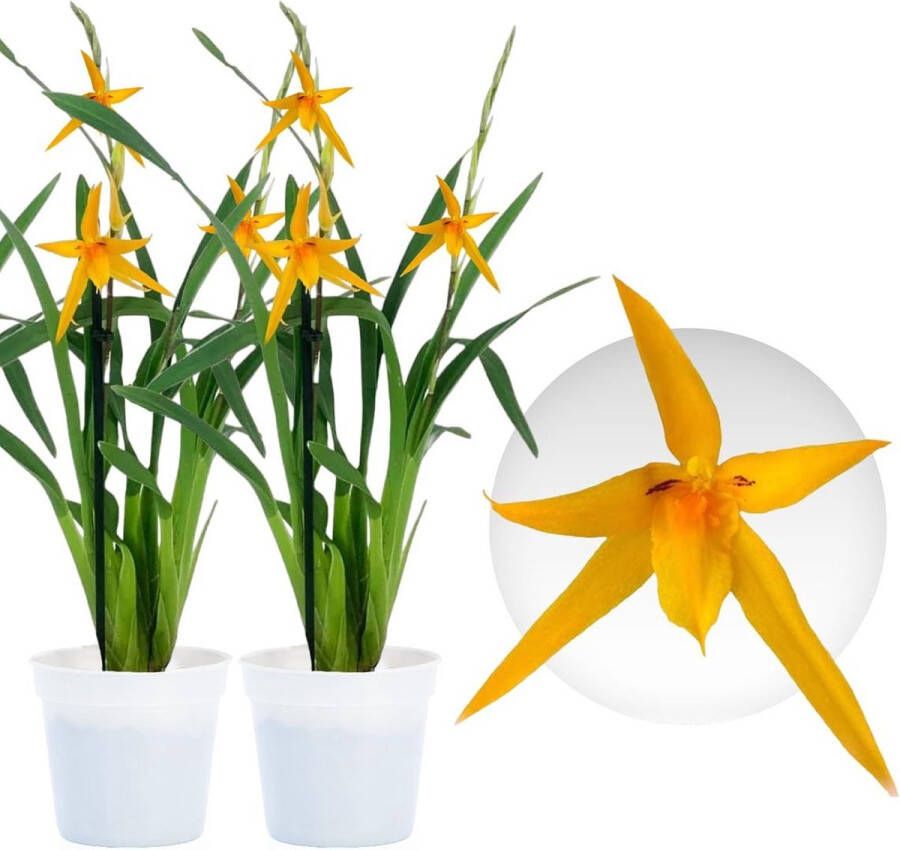 DUTCH BULBS EXCLUSIVE PLANTS FROM HOLLAND Dutch Bulbs Orchidee Plant Kamerplant 2 Stuks Brassia Anita