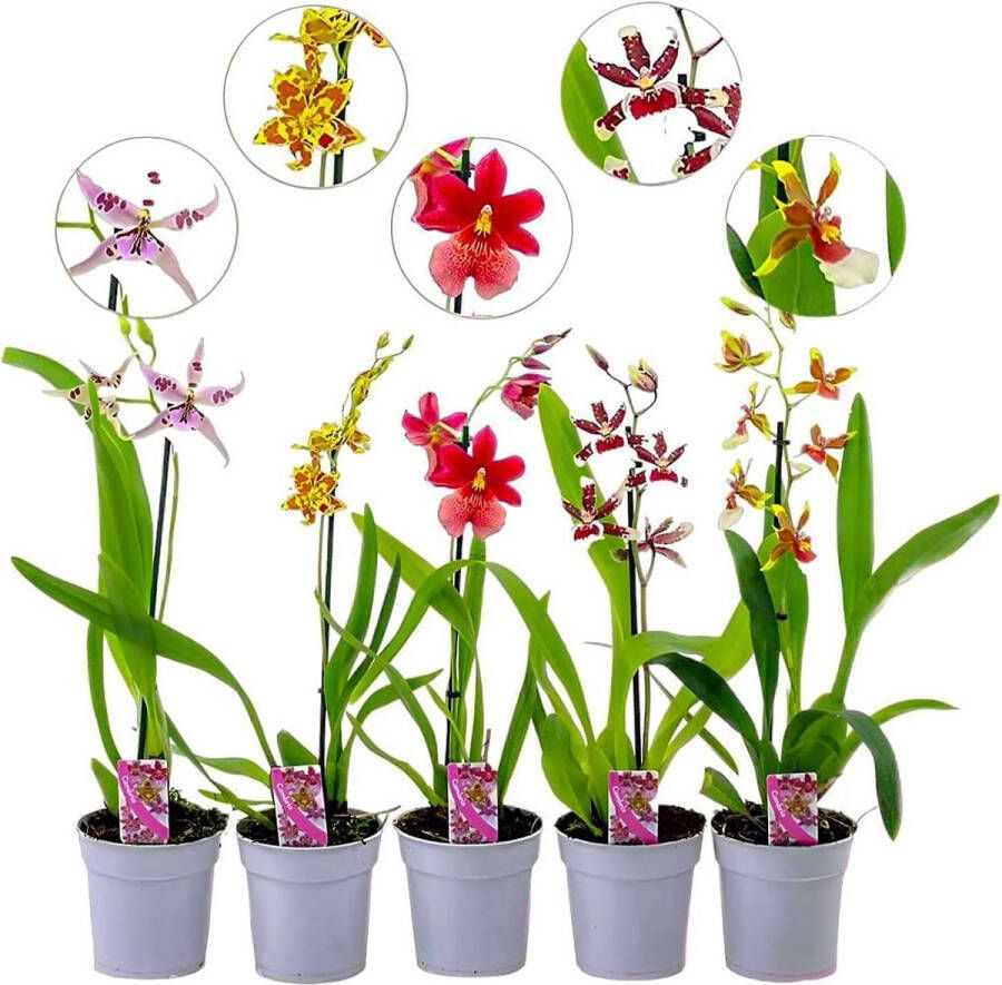 DUTCH BULBS EXCLUSIVE PLANTS FROM HOLLAND Dutch Bulbs Orchidee Plant Kamerplant 3 Stuks Cambria