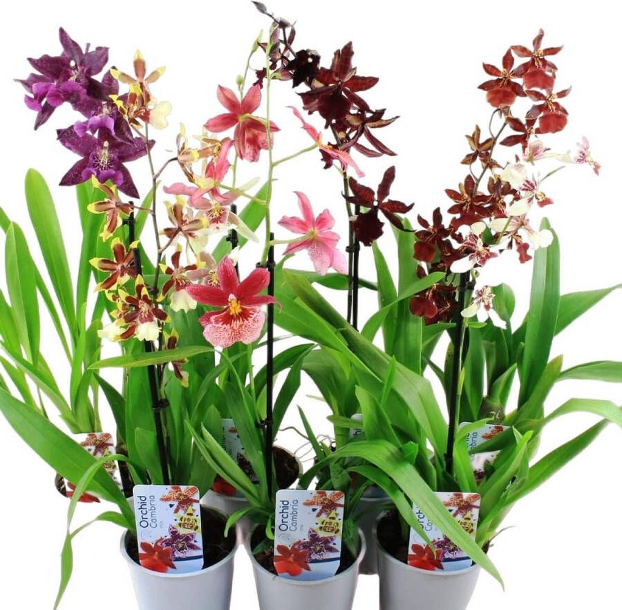 DUTCH BULBS EXCLUSIVE PLANTS FROM HOLLAND Dutch Bulbs Orchidee Plant Kamerplant 5 Stuks Cambria