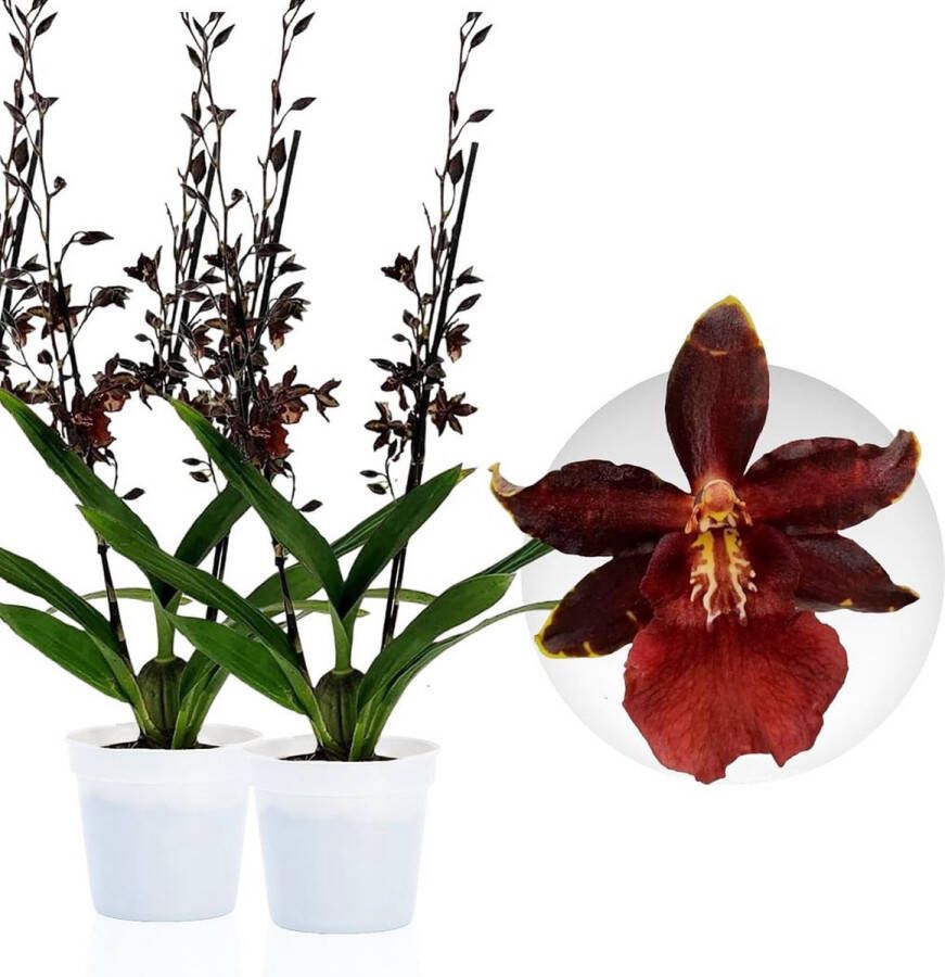 DUTCH BULBS EXCLUSIVE PLANTS FROM HOLLAND Dutch Bulbs Orchidee Plant Kamerplant 2 Stuks Densdrobium Black Cat