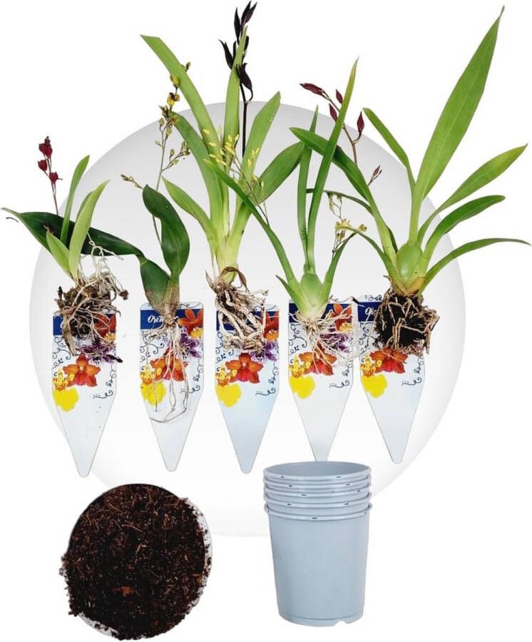 DUTCH BULBS EXCLUSIVE PLANTS FROM HOLLAND Dutch Bulbs Orchidee Plant Kamerplant 5 Stuks Mini