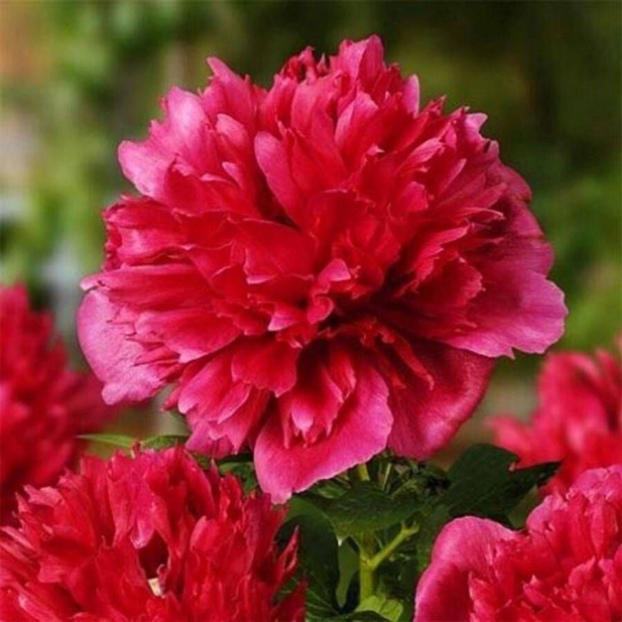 DUTCH BULBS EXCLUSIVE PLANTS FROM HOLLAND Dutch Bulbs Pioenroos Tuinplant 1 Stuk Red Passion