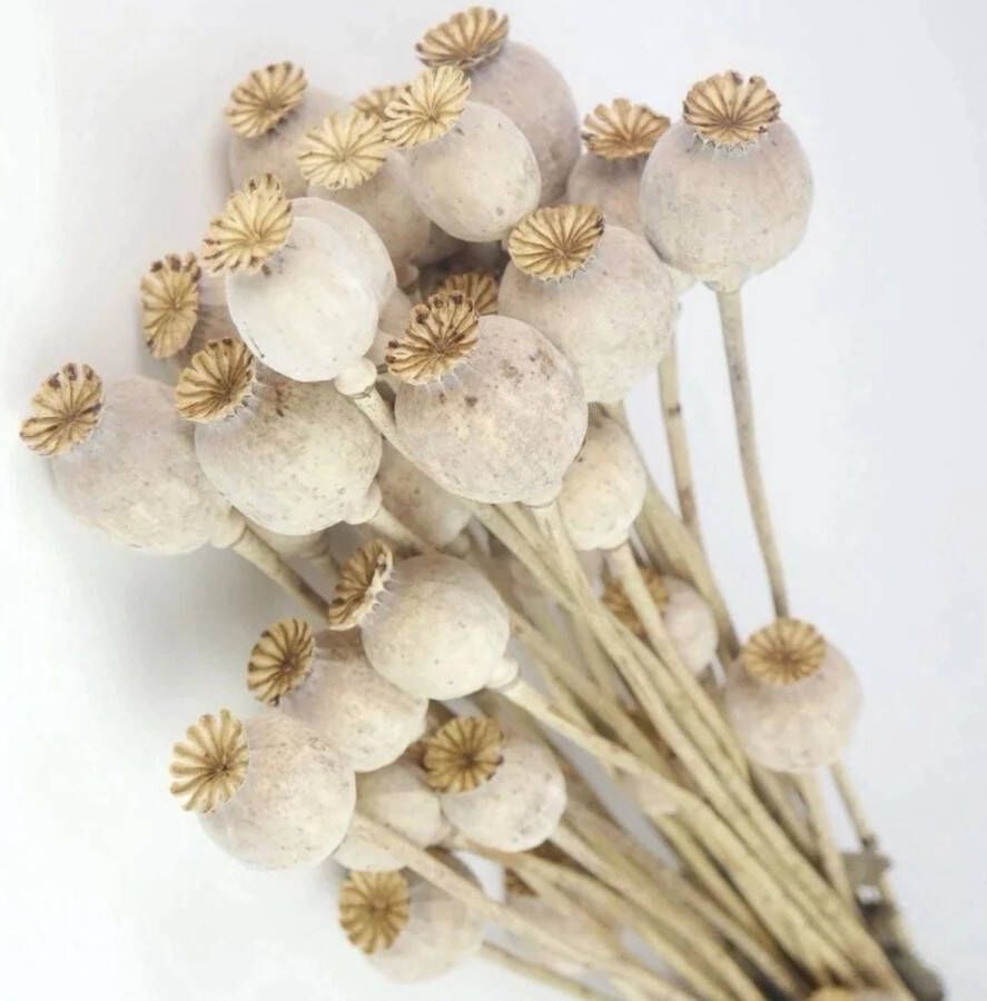 Dutch Masters in Dried Flowers Droogbloemen Gedroogde Papaver