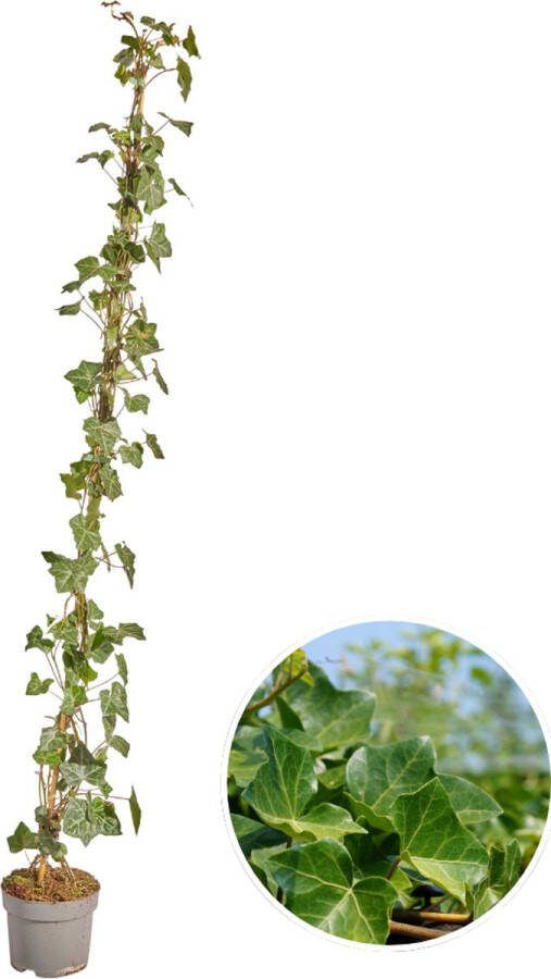 10 stuks Klimop Gestokt Klimplant Kleur Groen Hedera Hibernica -↨125 150 cm 17 Ø