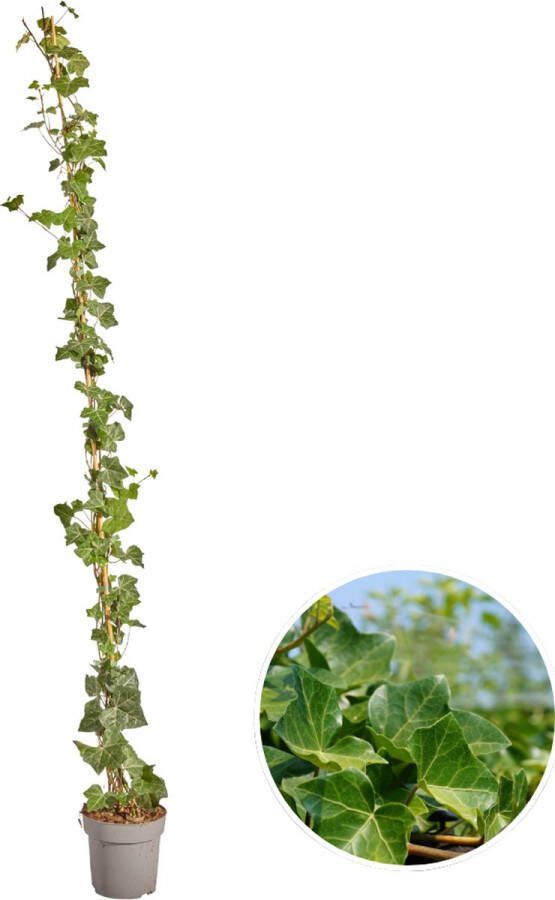 10 stuks Klimop Gestokt Klimplant Kleur Groen Hedera Hibernica ↨150 175 cm Ø 17