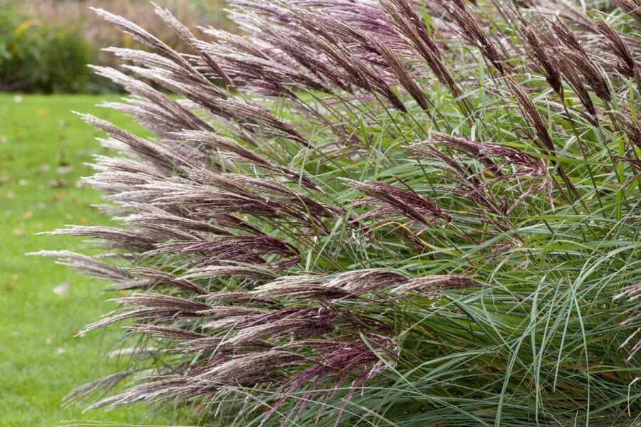 12x Miscanthus sinensis Red Chief – Prachtriet in 9x9cm kweekpotten