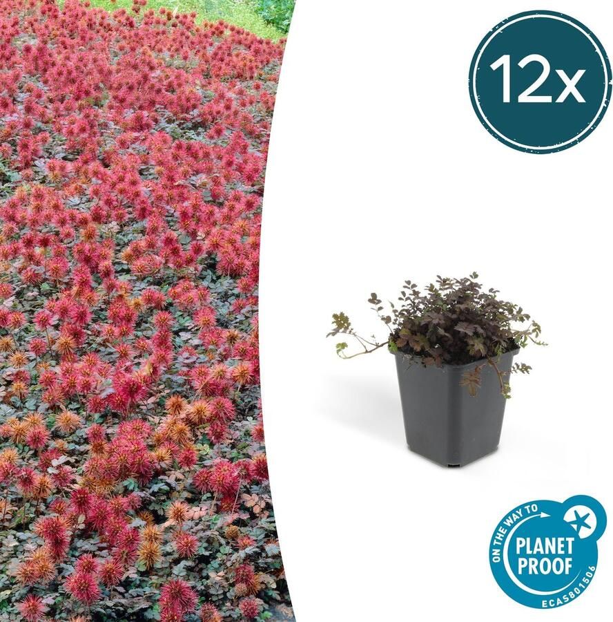 12x stekelnootje buitenplant geschikt voor zowel natte zonnige als schaduwrijke plekken