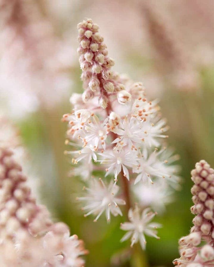12x Tiarella cordifolia Pink Skyrocket – Schuimbloem in 9x9cm kweekpotten