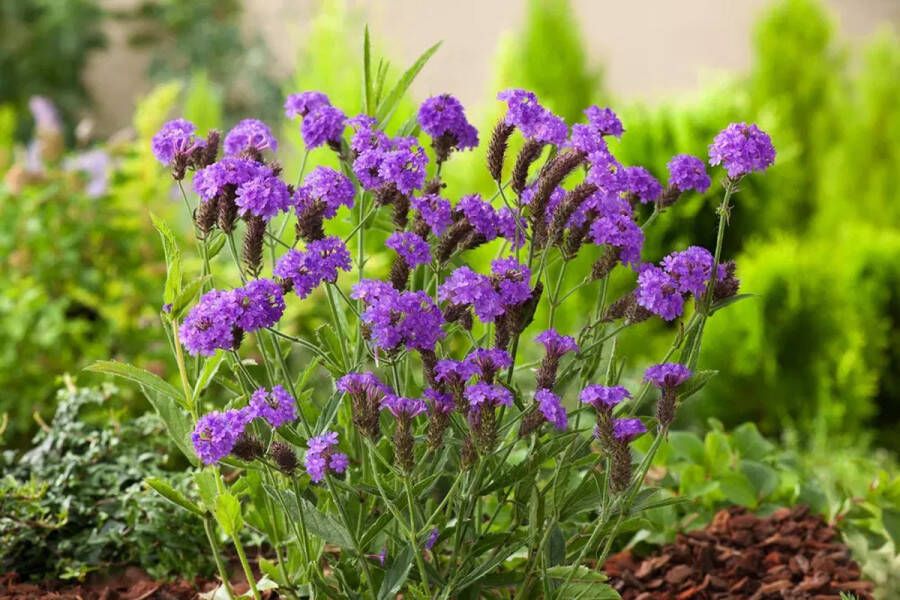 12x Verbena rigida – IJzerhard (=Venosa) in 9x9cm kweekpotten