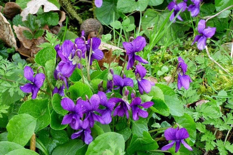 12x Viola odorata – Meerjarig Maarts Viooltje in 9x9cm kweekpotten