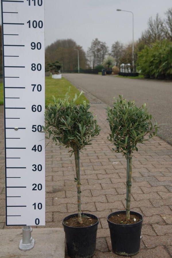 2 Olijfboompjes 60 cm hoog Olea Europea Olijfbomen