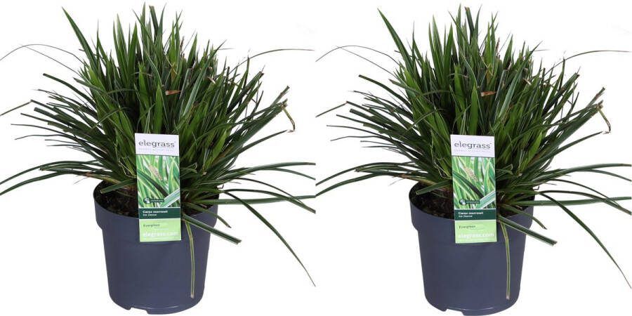 2 stuks Bonte Siergras Struik Kleur Groen met Creme Terrasplant Balkonplant Carex morrowii Ice Dance ↨30cm Ø14