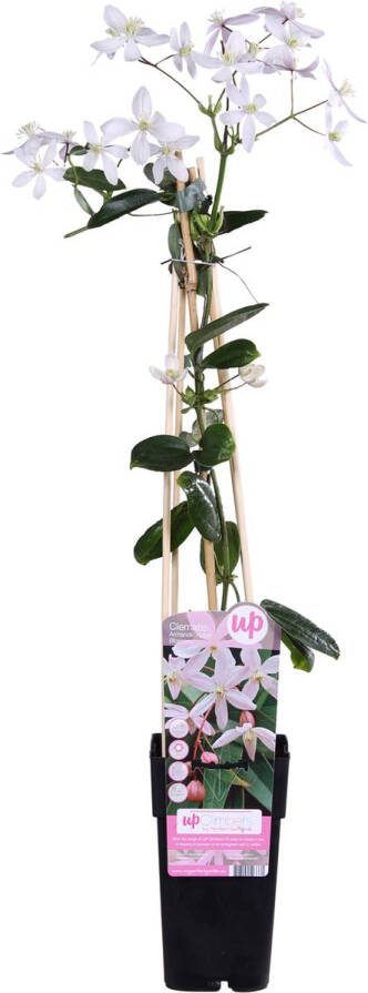 2 stuks Clematis armandii Apple Blossom Groenblijvende klimplant met Lichtroze bloemen