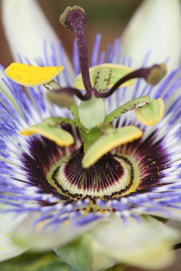 2 stuks Passiebloem Kleur Wit Blauw Klimplant Passiflora caerulea Ø 15 hoogte 60-70 cm