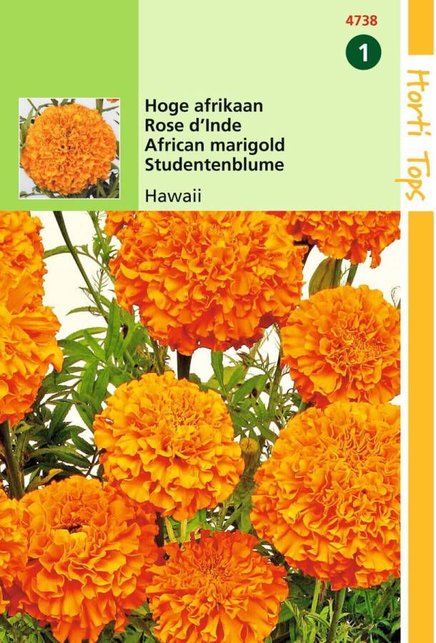 Hortitops 2 stuks Tagetes Erecta Hawaii Fl.Pl. Oranje