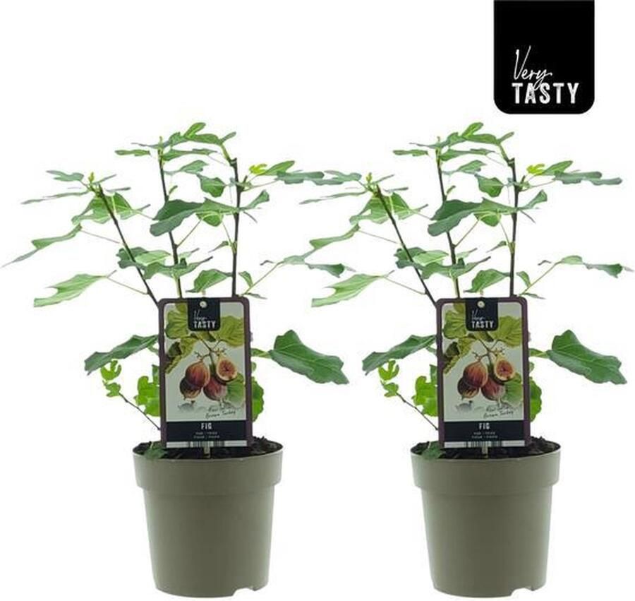 2 stuks Vijgenboom Mediterrain Exotische Fruitboom Kleur vrucht Bruinpaars Ficus Brown Turkey Ø15cm 40cm
