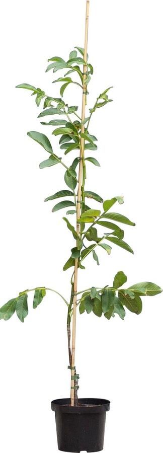 2 stuks! Walnotenboom Broadview Juglans r. Broadview h 162 5 cm st