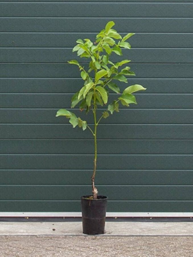 2 stuks! Walnotenboom Coenen Juglans r. Coenen h 100 cm st. omtrek