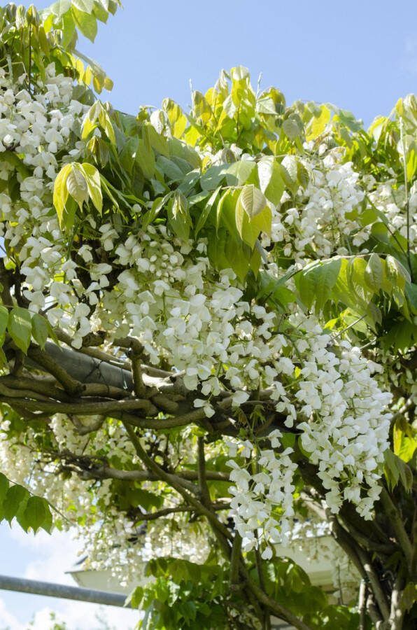 2 stuks Witte Regen Klimplant Kleur Wit 'Wisteria floribunda Alba' Ø 15 cm ong. 65 cm hoogte