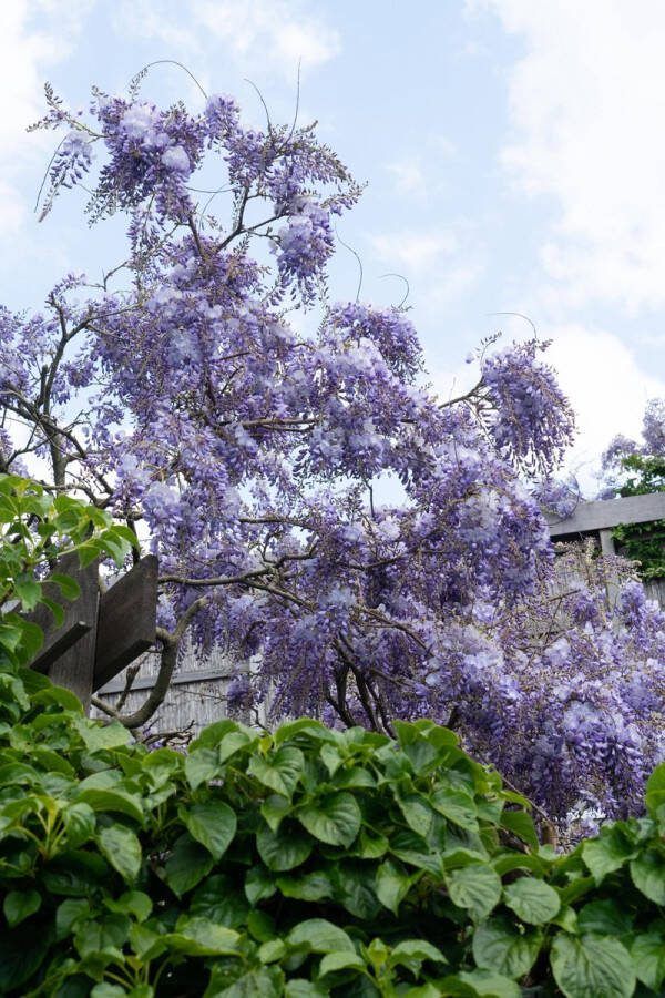 2 x Blauwe regen Klimplant Kleur diep violetblauw Wisteria sinensis 'Prolific' Chinese blauweregen