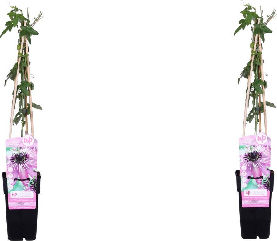 2 x De Passiebloem Exotische Paaarse bloemen Klimplant Tropische sferen Passiflora Purple Haze Ø15cm 65cm
