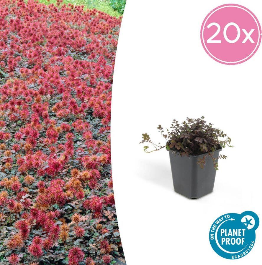 20x stekelnootje buitenplant geschikt voor zowel natte zonnige als schaduwrijke plekken