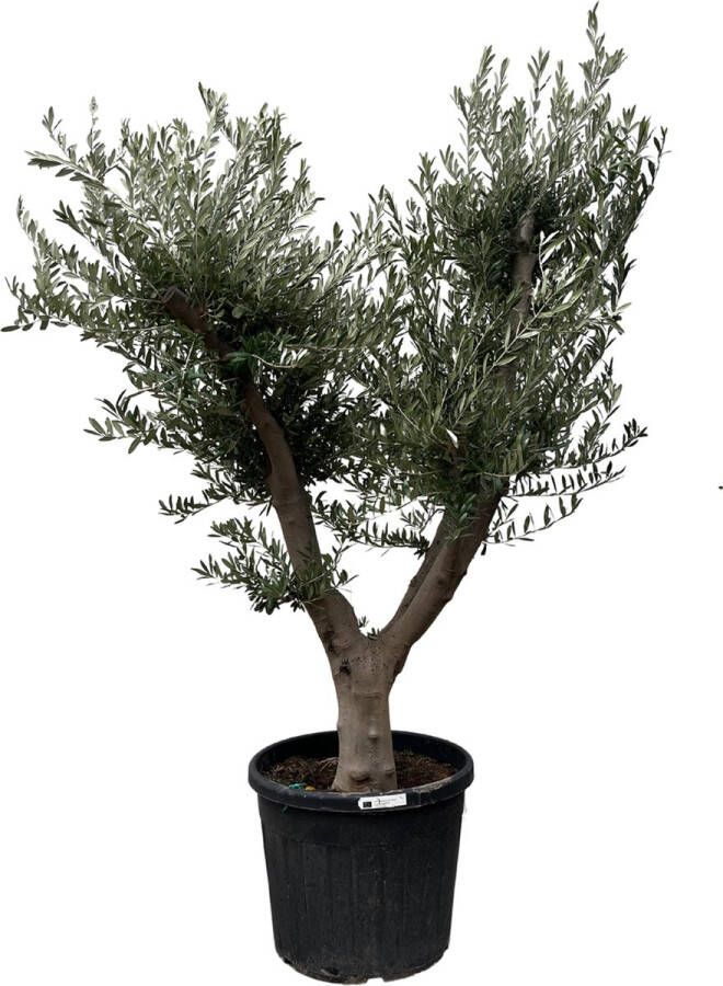 225 cm hoge majestueuze olijfboom met zilvergrijze bladeren Olea Europaea Cultivo