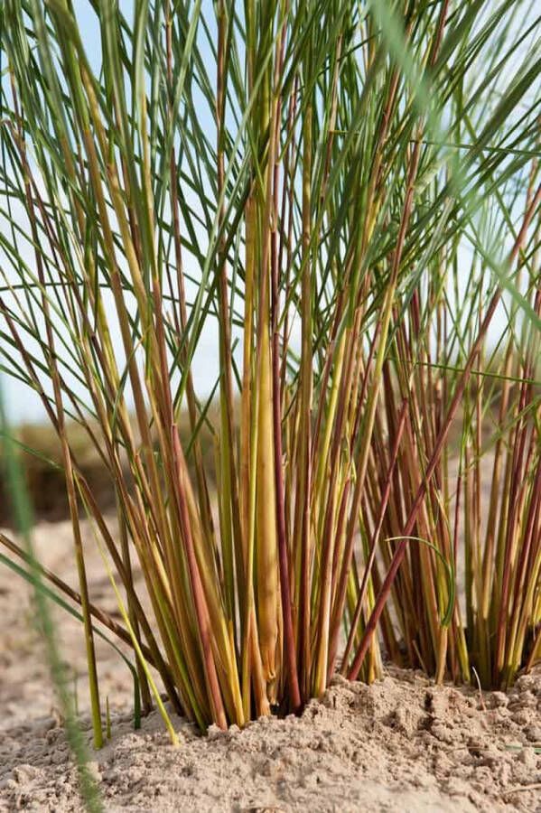 2x Ammophila arenaria – Helmgras in 4 liter kweekpotten met planthoogte 40-60cm