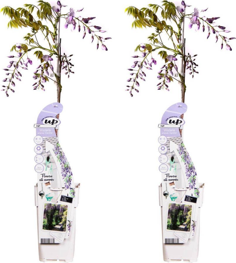 2x Blauwe Lila Regen Kleur Lila Klimplant Wisteria sinensis 'Caroline' ↨65cm Ø15