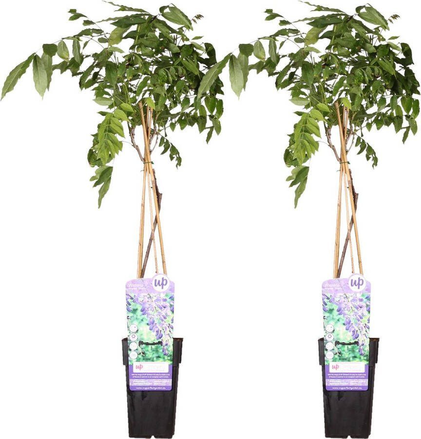 2x Blauwe Regen kleur Lavendel Blauw Klimplant Wisteria sinensis 'Prolific' ↨65cm Ø15