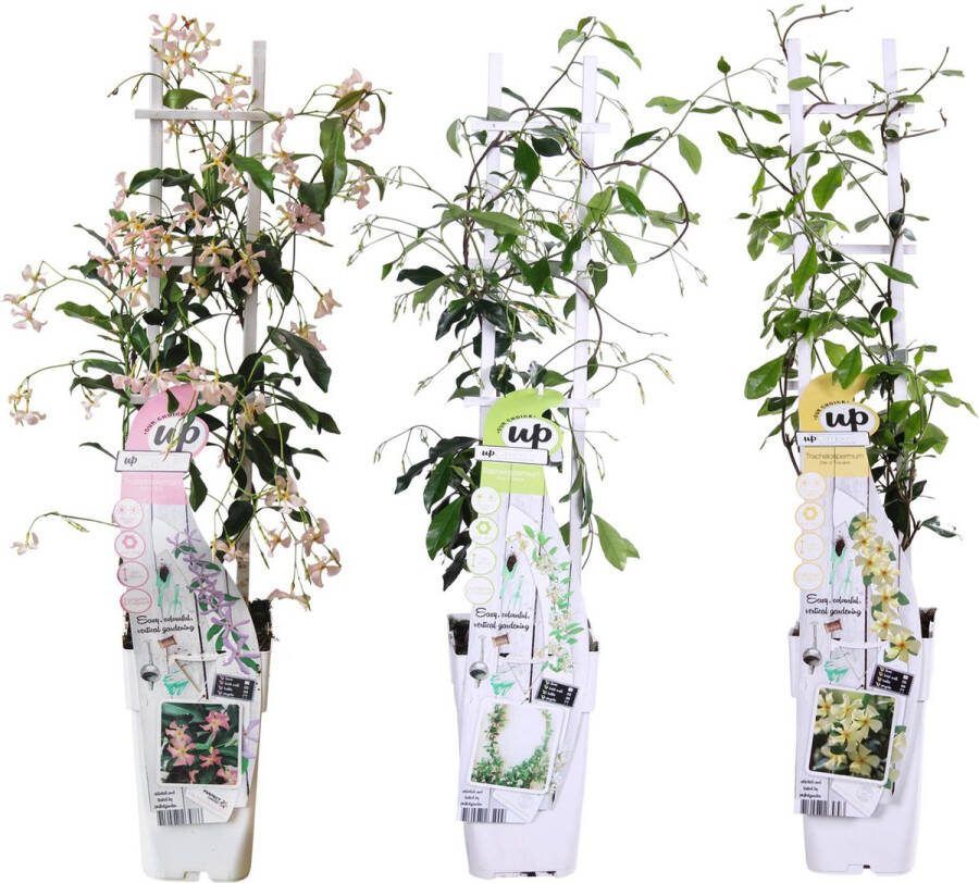 2x Blauwe Regen Kleur roze Klimplant Wisteria floribunda 'Rosea' ↨65cm Ø15