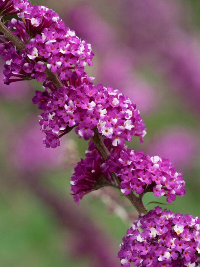 2x Buddleja davidii Berries & Cream – Vlinderstruik in 3 liter kweekpotten met planthoogte 30-40cm