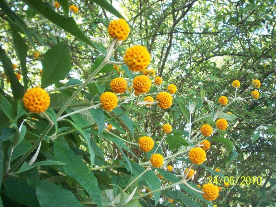 2x Buddleja globosa Gele vlinderstruik in 3 liter kweekpotten met planthoogte 30-50cm