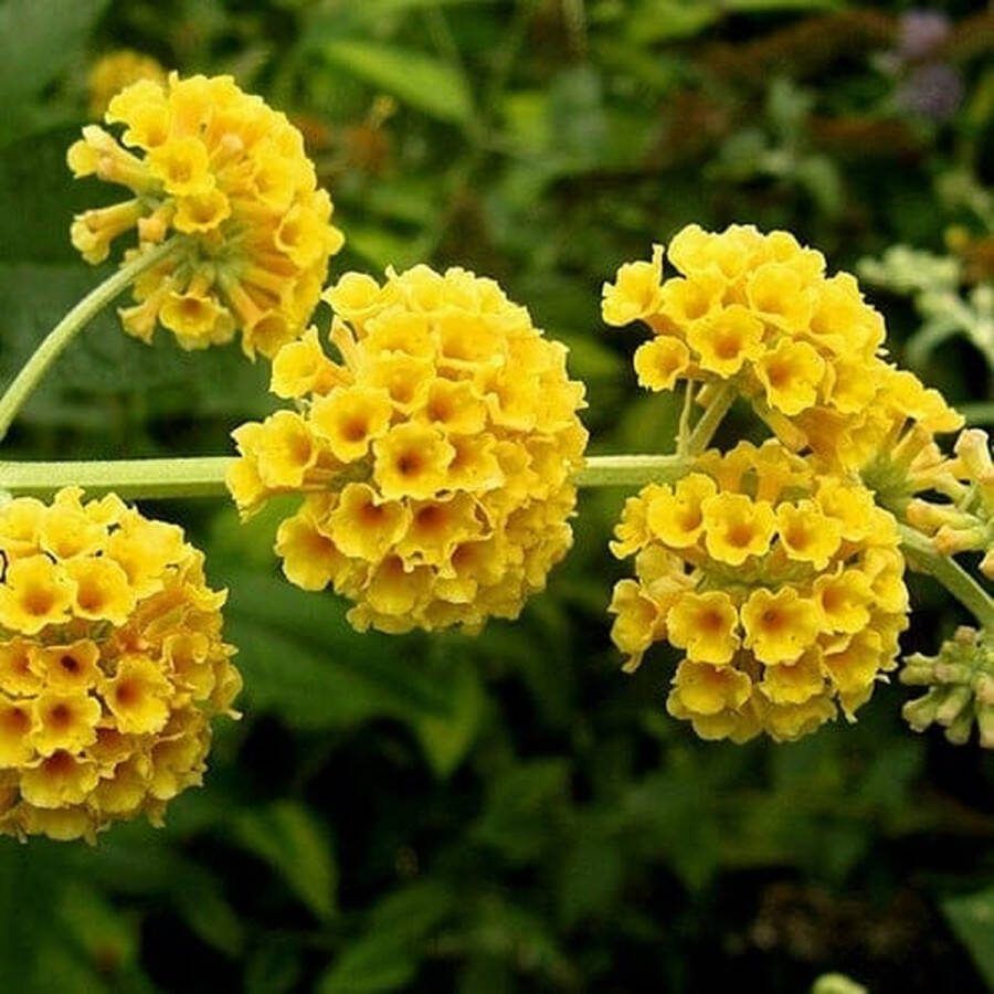 2x Buddleja weyeriana Sungold – Vlinderstruik in 3 liter kweekpotten met planthoogte 30-40cm