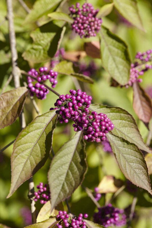 2x Callicarpa bodinieri Profusion – Schoonvrucht in C3 liter kweekpotten