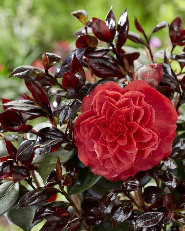 2x Camellia japonica Femme Fatale – Bonte Camelia in 17cm kweekpotten