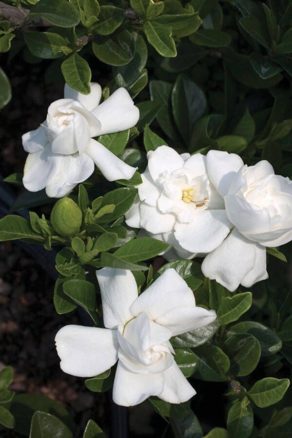 1x Gardenia Crown Jewel Kaapse Jasmijn in 3 liter kweekpot met planthoogte 30-40cm